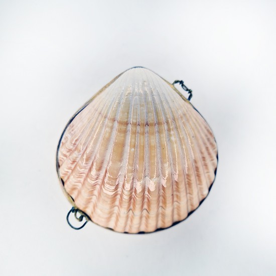 FLAT PECTEN KABUK CÜZDAN