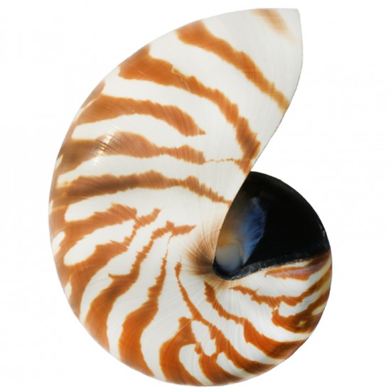 CHAMBER NAUTILUS KESİK NATUREL 6"