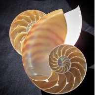 CHAMBER NAUTILUS KESİK NATUREL 6"