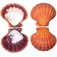 LYROPECTEN NATUREL TURUNCU - KAPAKLI / KÜÇÜK