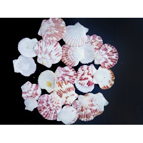 PECTEN MASCARANSİS-BEYAZ