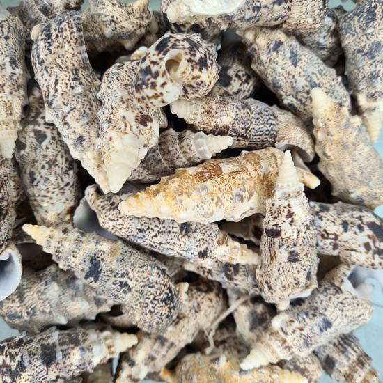 DENİZ KABUĞU 500 GR PAKET CERITHIUM NODULOSUM