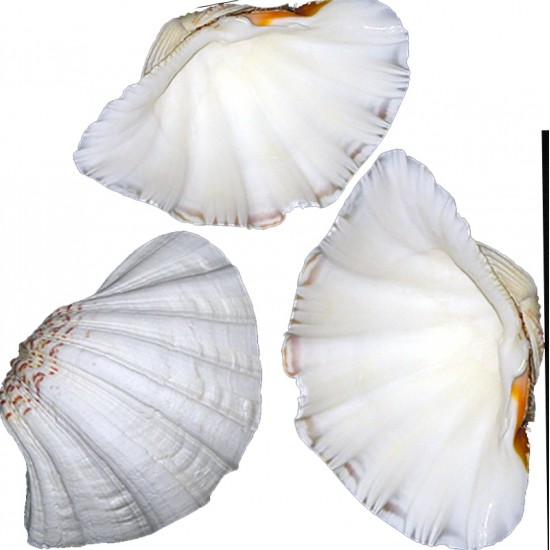 CHINA CLAM