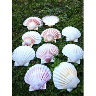 DENİZ KABUĞU 500 GR PAKET WHITE SCALLOP