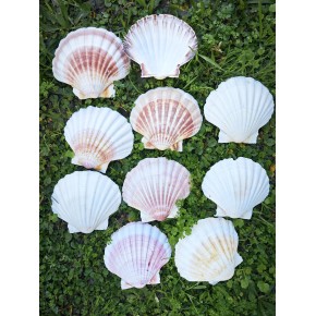 WHITE SCALLOP