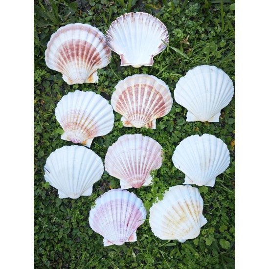 DENİZ KABUĞU 500 GR PAKET WHITE SCALLOP