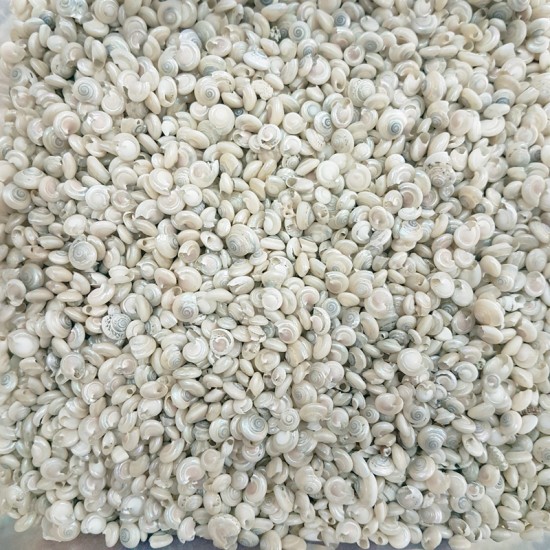 DENİZ KABUĞU 500 GR PAKET UMBINIUM PEARLIZED